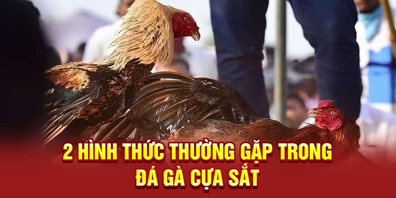 2 hình thức thường gặp trong đá gà cựa sắt