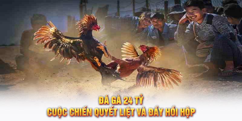 Đá gà 24 tỷ