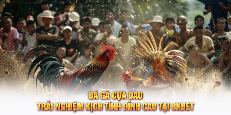 Đá gà cựa dao