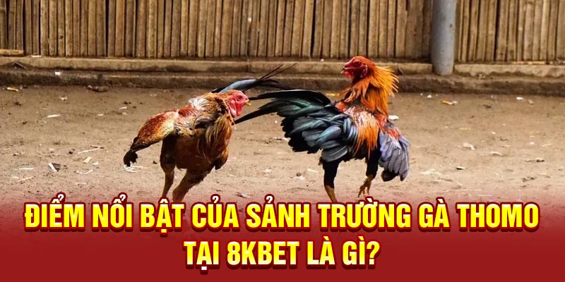Điểm nổi bật của sảnh Trường Gà Thomo tại 8KBET là gì?