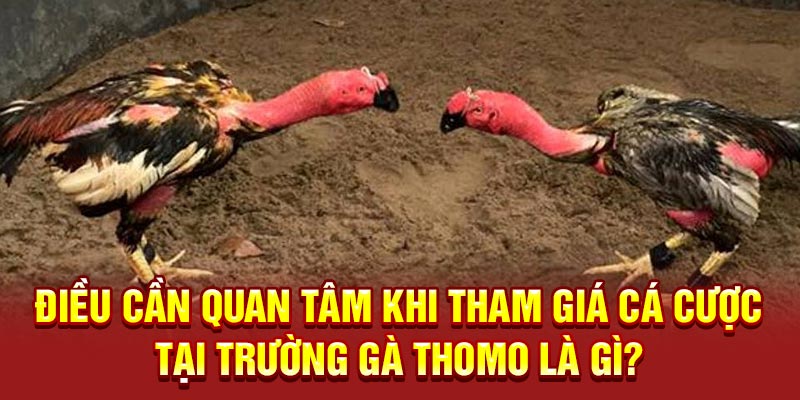 Điều cần quan tâm khi tham giá cá cược tại Trường Gà Thomo là gì?