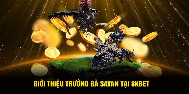 Giới thiệu trường gà Savan tại 8KBET