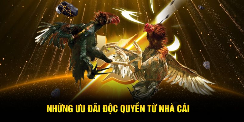 Những ưu đãi độc quyền sảnh đá gà từ nhà cái