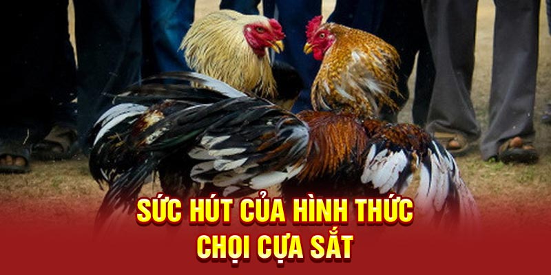 Sức hút của hình thức chọi cựa sắt