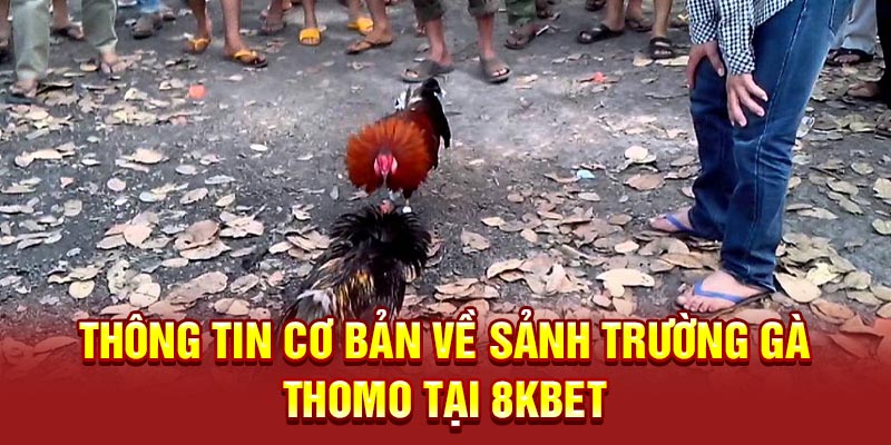 Thông tin cơ bản về sảnh Trường Gà Thomo tại 8KBET